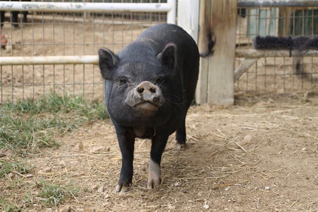 JIMMY NEUTRON, Adoptable, Adult Male Pot Bellied.
