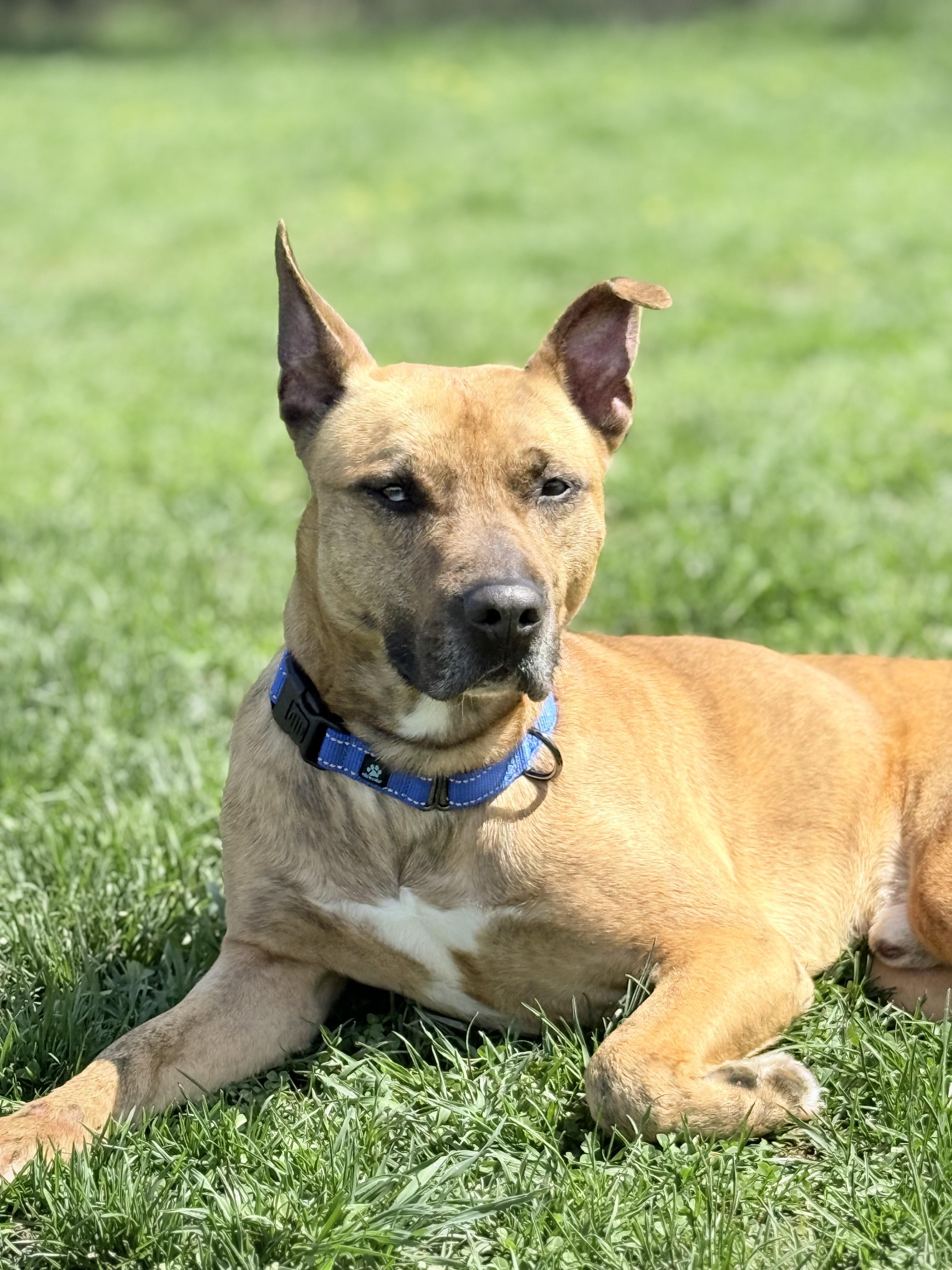 Enlarge BOGEY, a Adoptable Pit Bull Terrier in Belmont, NY image 2/4