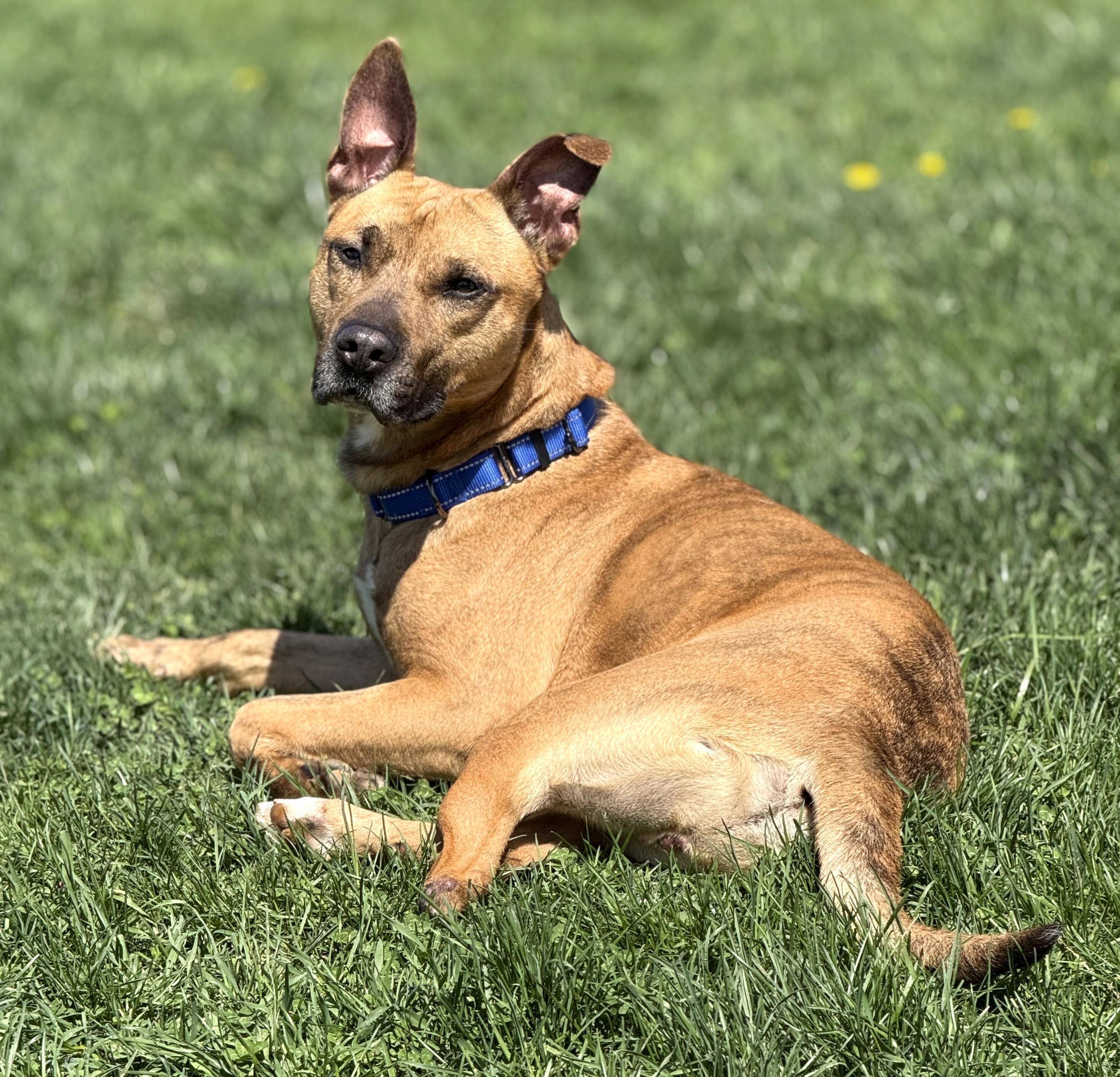 Enlarge BOGEY, a Adoptable Pit Bull Terrier in Belmont, NY image 3/4