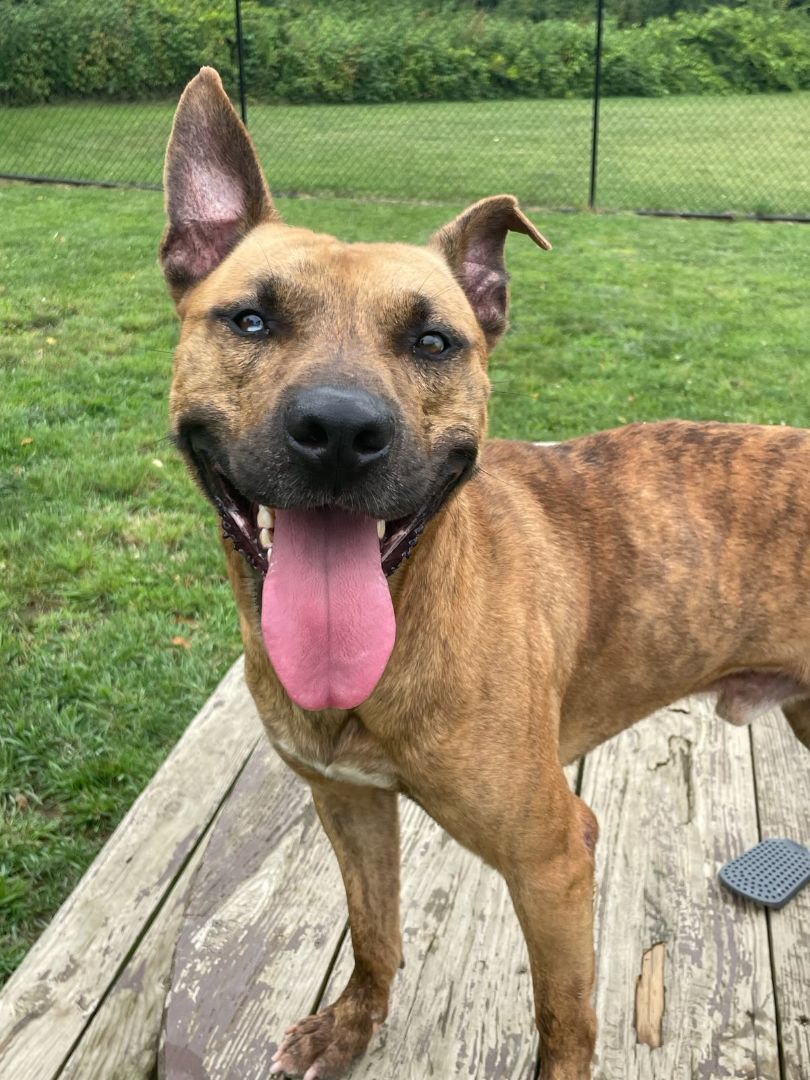 Enlarge BOGEY, a Adoptable Pit Bull Terrier in Belmont, NY image 1/4