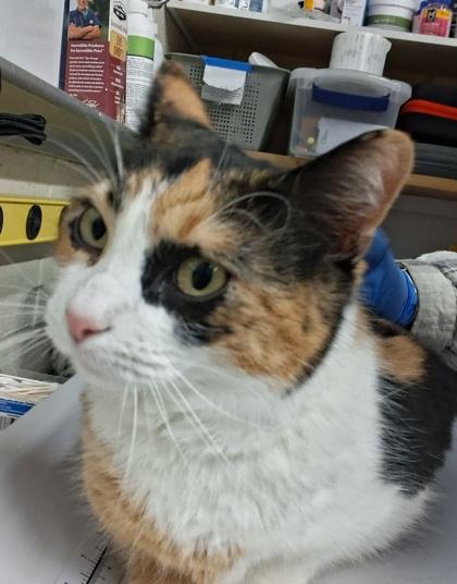 Sophie — thumbnail 2