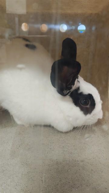 A798392, Adoptable, Young Female Bunny Rabbit.