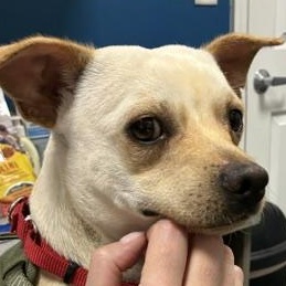 Edgar, ADOPTABLE, Young Male Chihuahua.