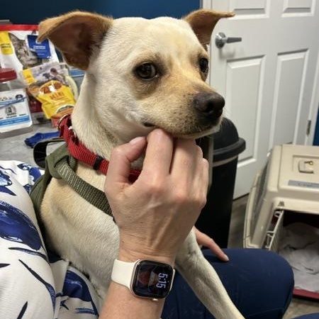 Edgar, a ADOPTABLE mixed breed in Stanhope, NJ image 2/4