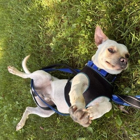 Edgar, a ADOPTABLE mixed breed in Stanhope, NJ image 4/6