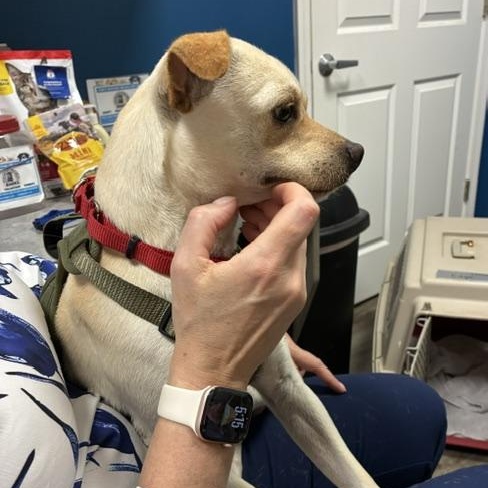 Edgar, a ADOPTABLE mixed breed in Stanhope, NJ image 4/4