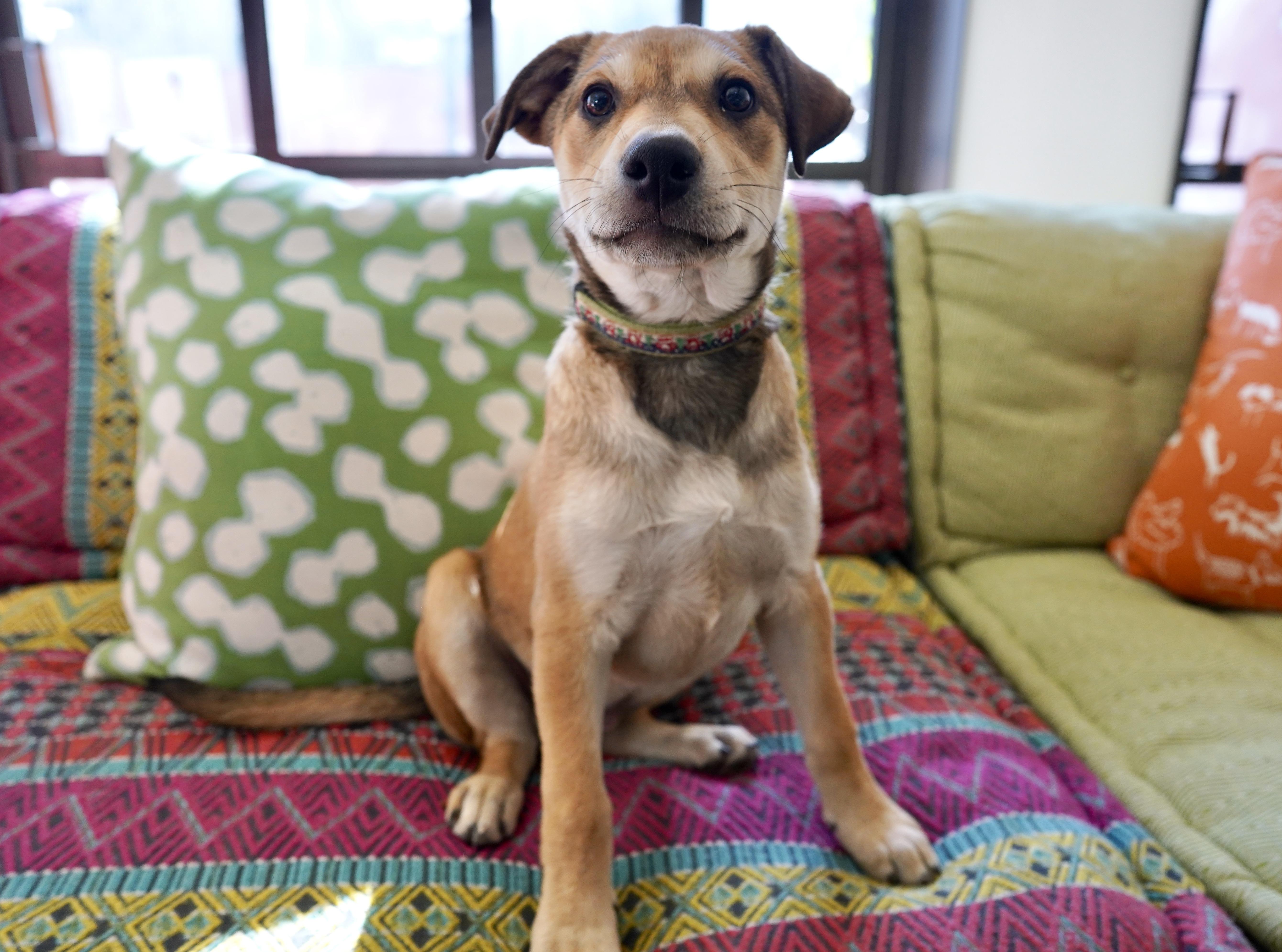 Macadamia, a Adoptable mixed breed in San Antonio, TX image 3/6
