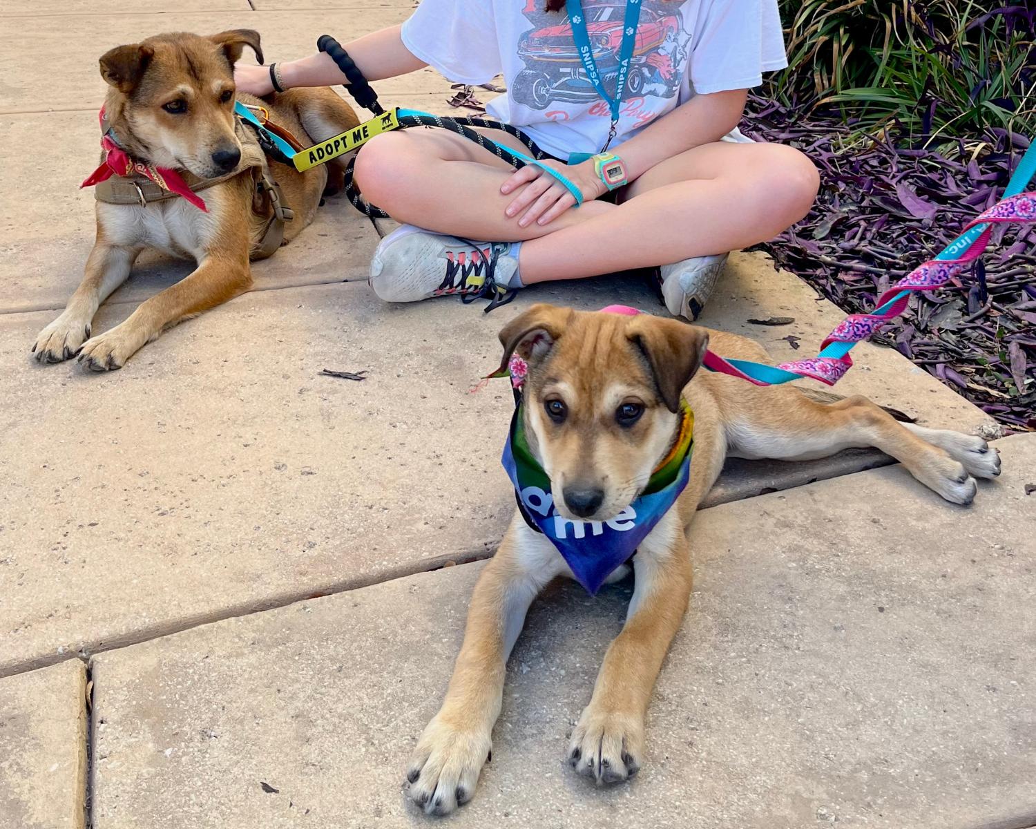 Macadamia, a Adoptable mixed breed in San Antonio, TX image 4/6