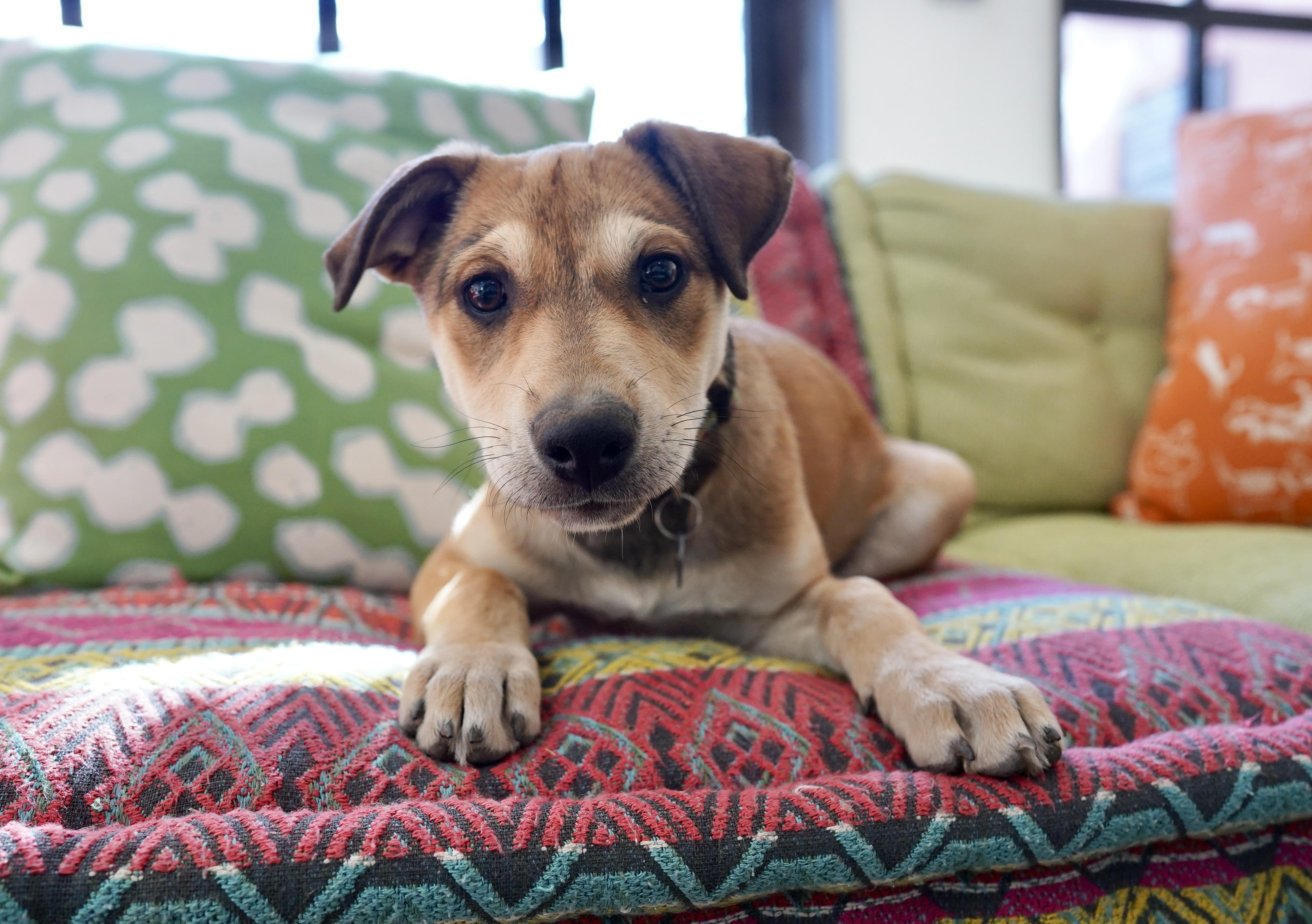 Macadamia, a Adoptable mixed breed in San Antonio, TX image 2/6