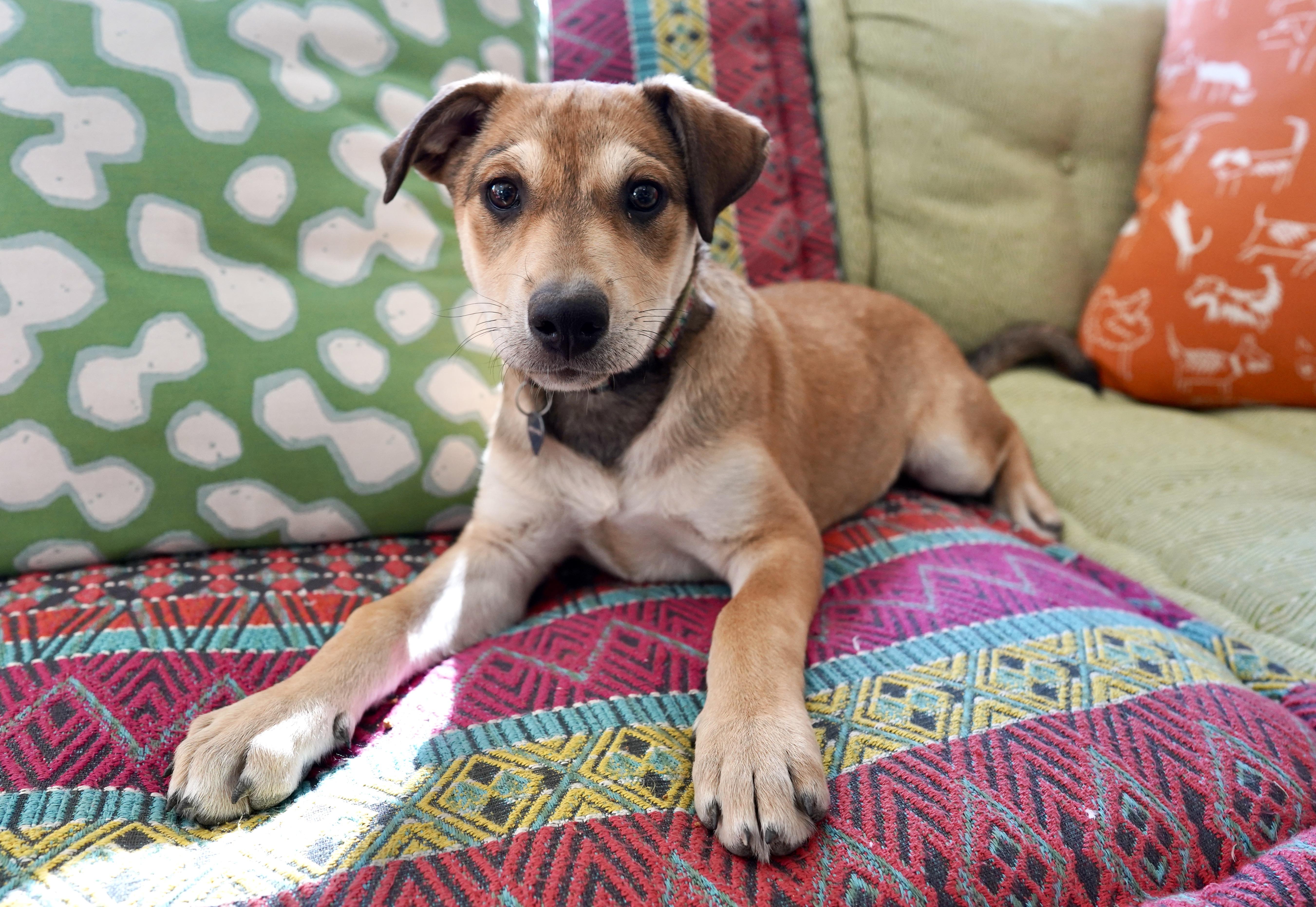 Macadamia, Adoptable, Puppy Female Collie & Labrador Retriever.