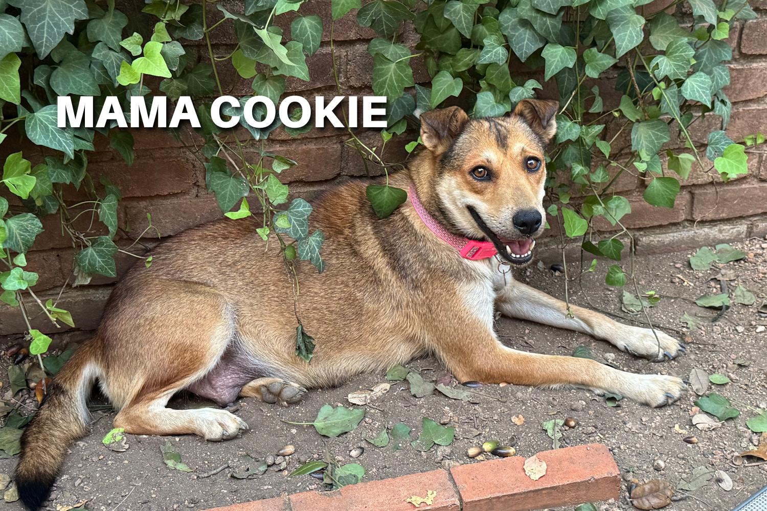 Macadamia, a Adoptable mixed breed in San Antonio, TX image 5/6