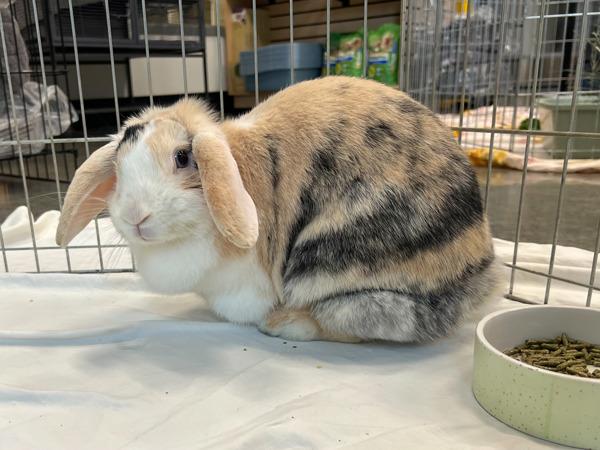 Destiny, Adoptable, Adult Female American.