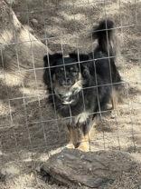 Daisy, Adoptable, Senior Female Papillon & Chihuahua.