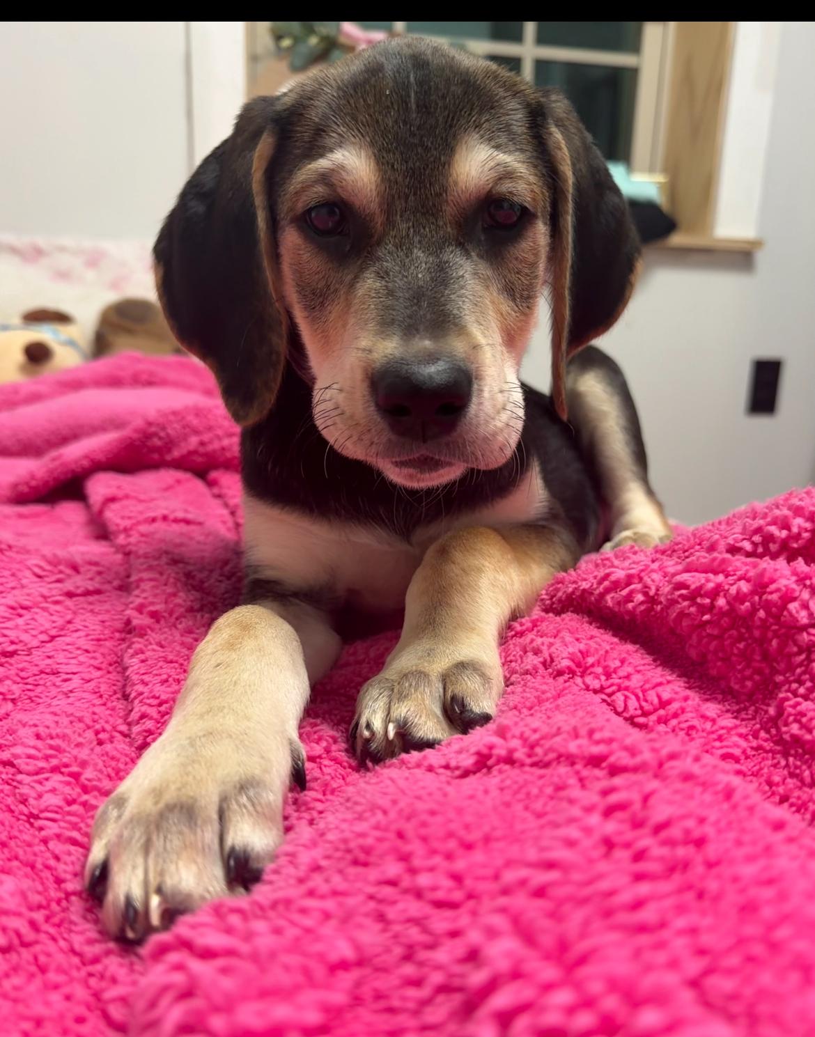 Snickers, Adopted, Puppy Male Hound & Yellow Labrador Retriever.