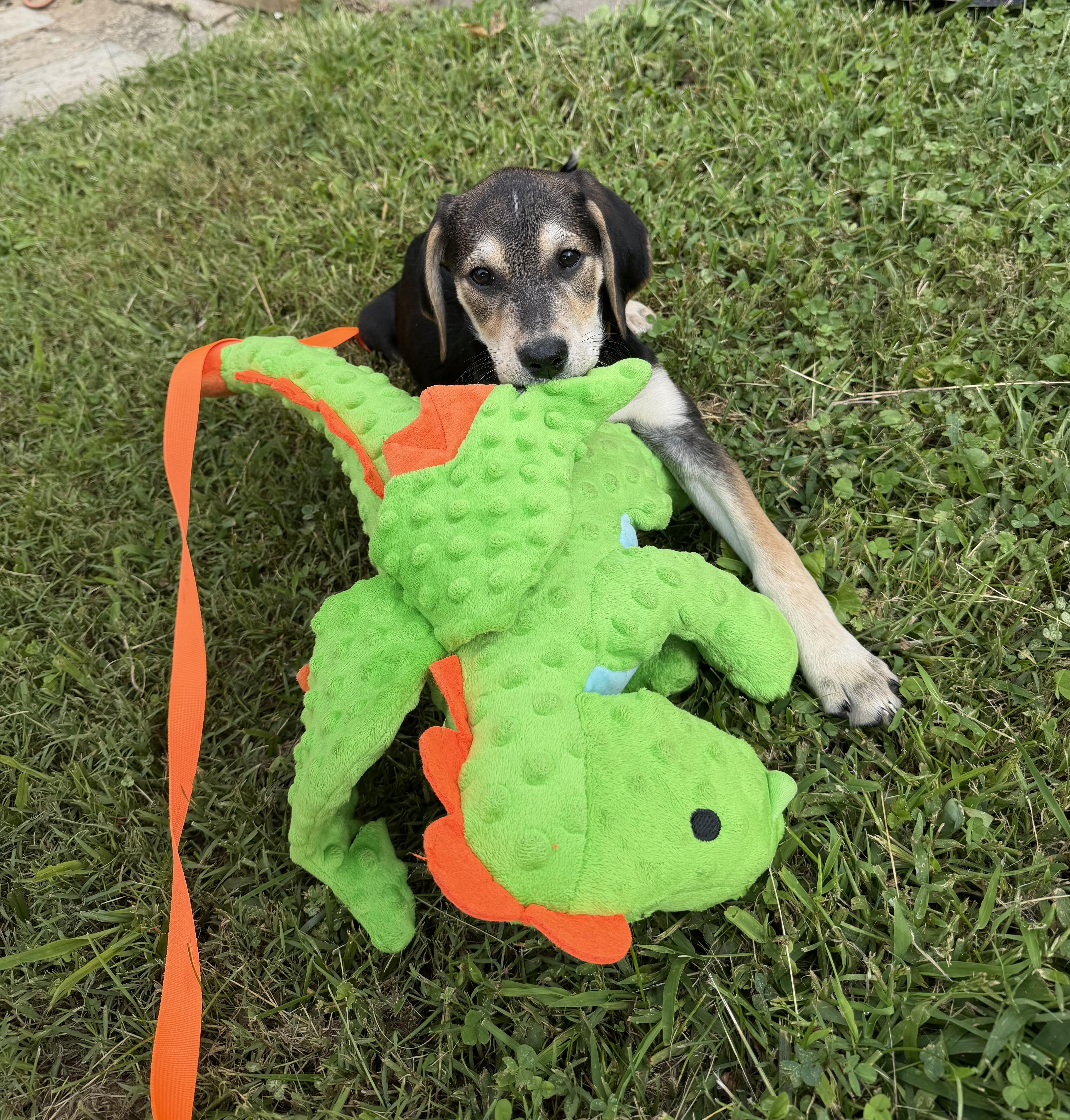 Enlarge Snickers, a Adopted mixed breed in Columbia, MD image 6/6