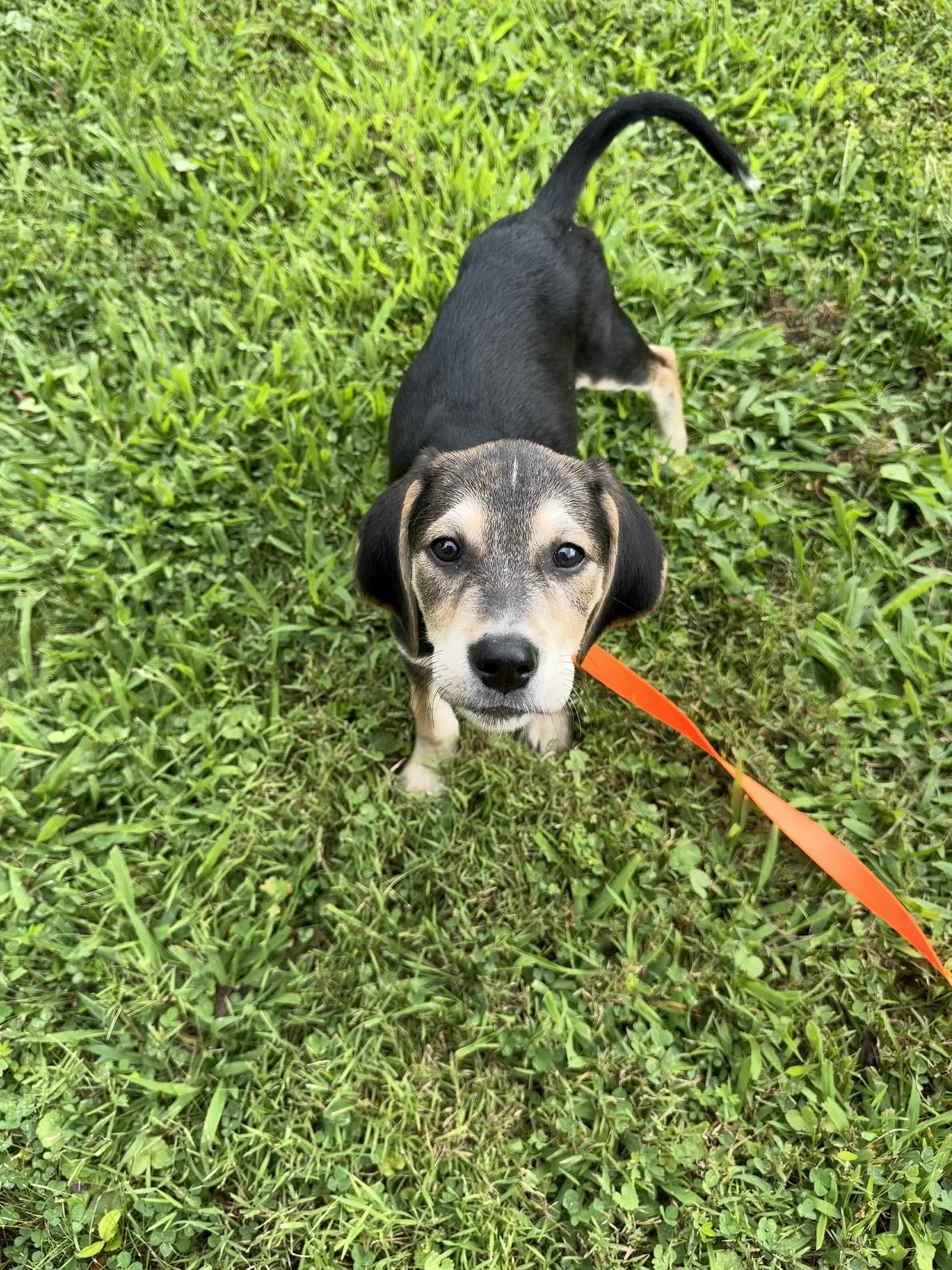 Enlarge Snickers, a Adopted mixed breed in Columbia, MD image 5/6