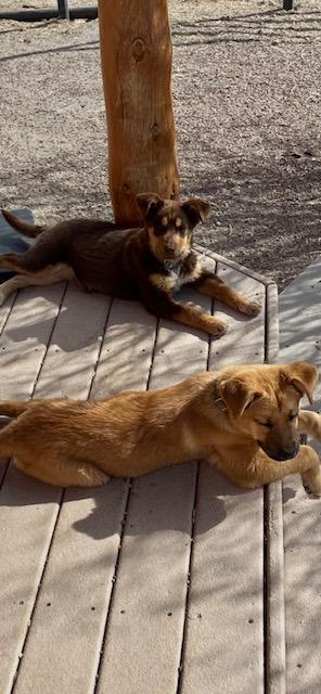 Enlarge Finch, a Adoptable Australian Shepherd in Riverton, WY image 1/4