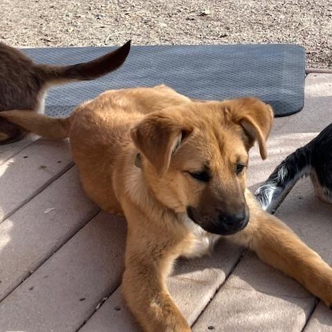 Enlarge Finch, a Adoptable Australian Shepherd in Riverton, WY image 2/4