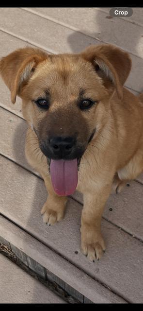 Enlarge Finch, a Adoptable Australian Shepherd in Riverton, WY image 3/4