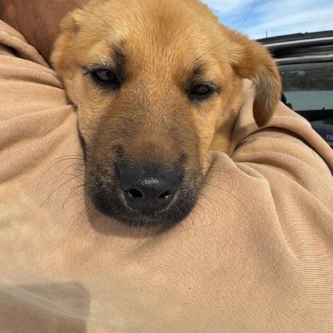 Enlarge Finch, a Adoptable Australian Shepherd in Riverton, WY image 4/4