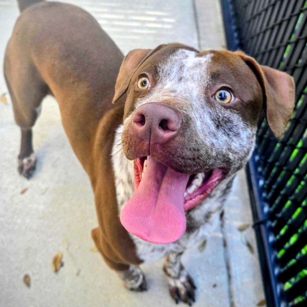 Brazil, Adoptable, Young Male Pit Bull Terrier & Mixed Breed.