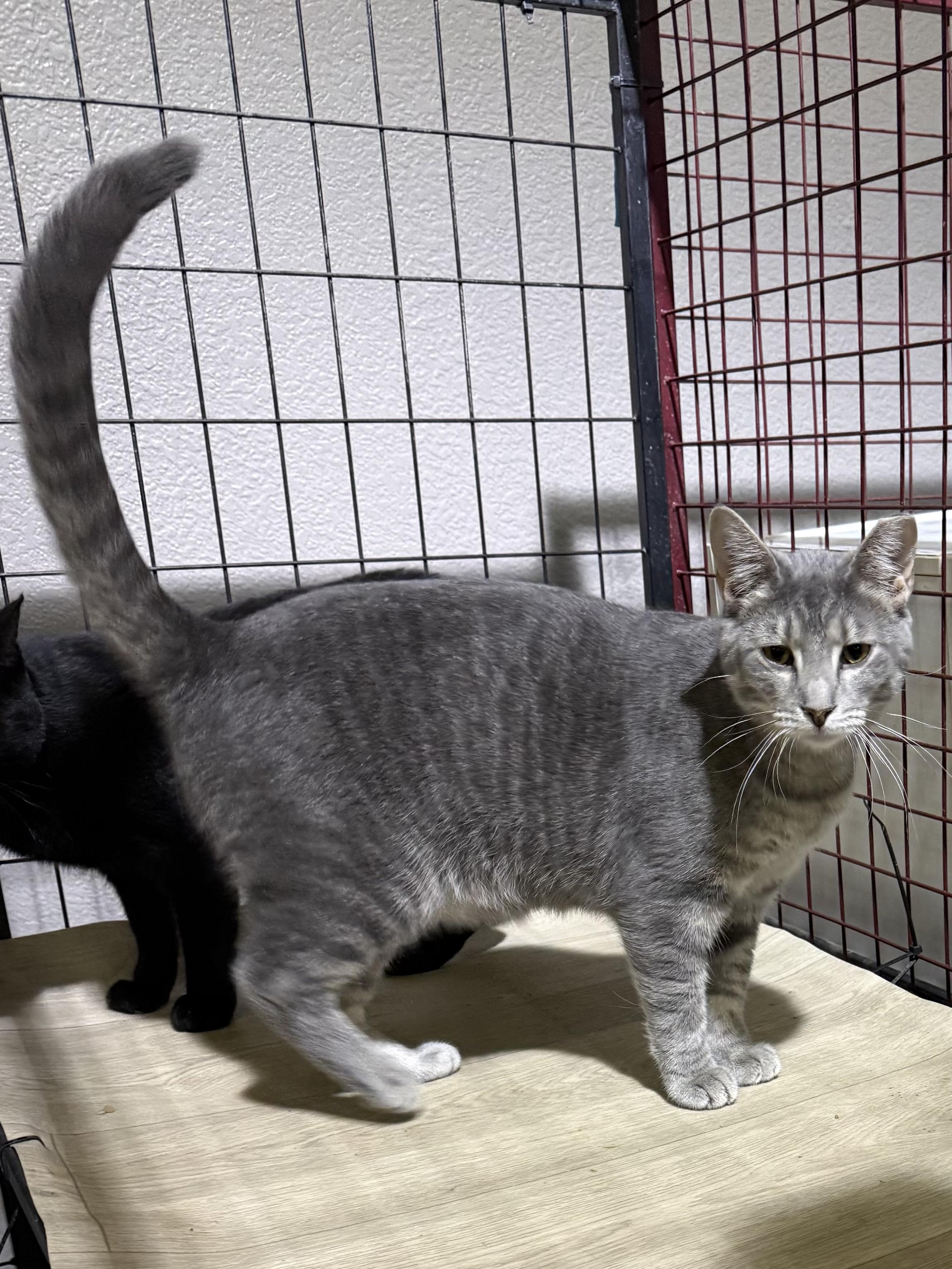 Gritz, a ADOPTABLE Tabby in Lake Ozark, MO image 1/2