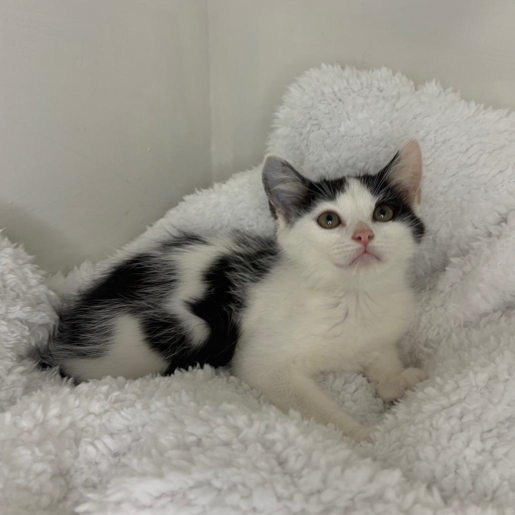 Isla, Adoptable, Kitten Female Domestic Short Hair.