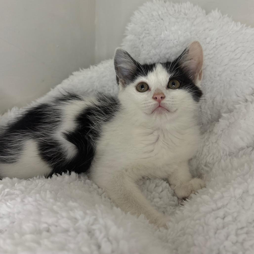 Isla, a Adoptable Domestic Short Hair in Lexington, KY image 2/6