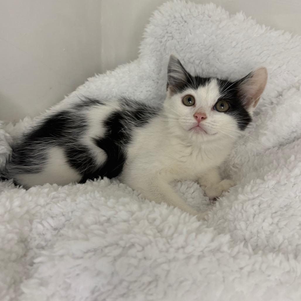 Isla, a Adoptable Domestic Short Hair in Lexington, KY image 3/6