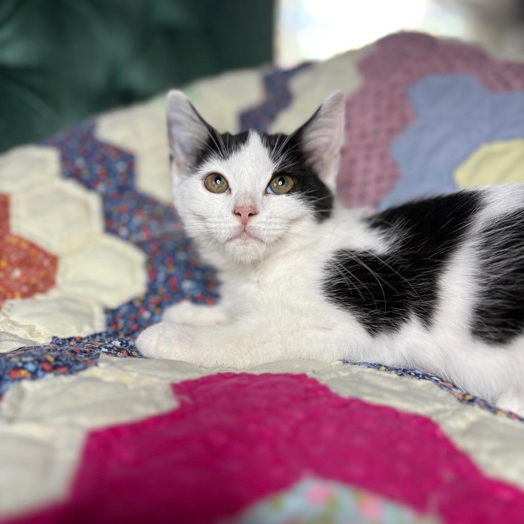 Isla, a Adoptable Domestic Short Hair in Lexington, KY image 4/6