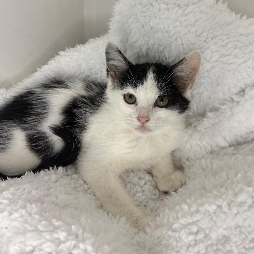 Isla, a Adoptable Domestic Short Hair in Lexington, KY image 5/6