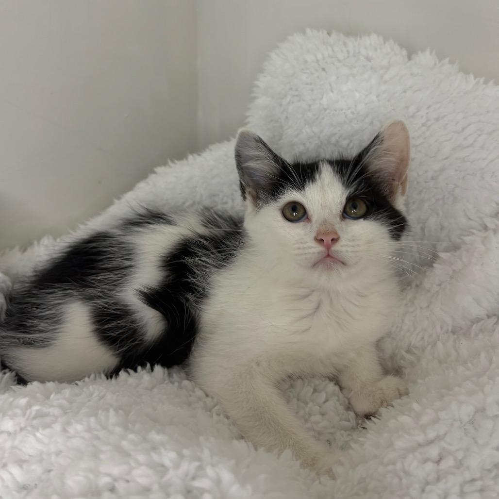 Isla, a Adoptable Domestic Short Hair in Lexington, KY image 6/6