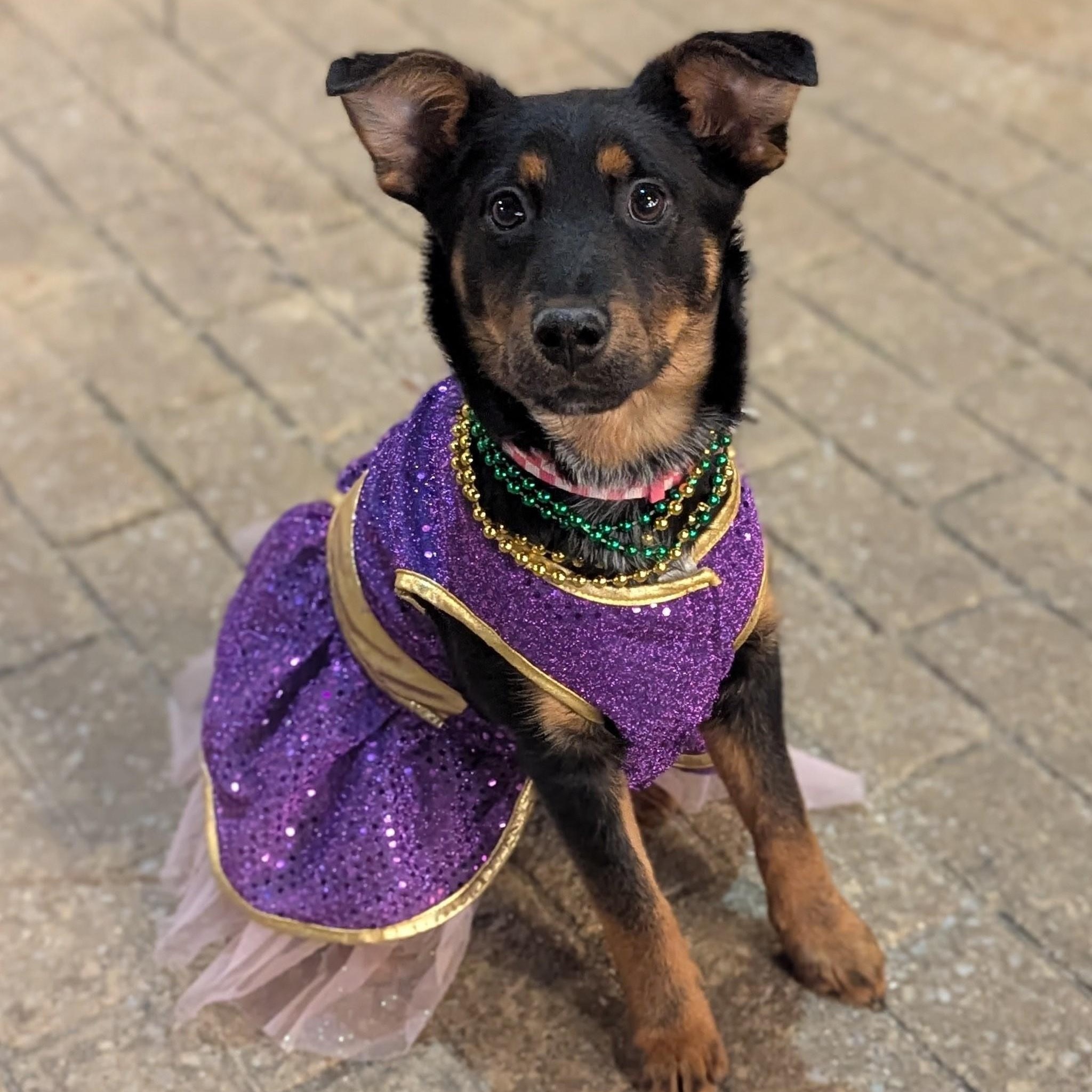 Briar, adopted, Puppy Female Shepherd.
