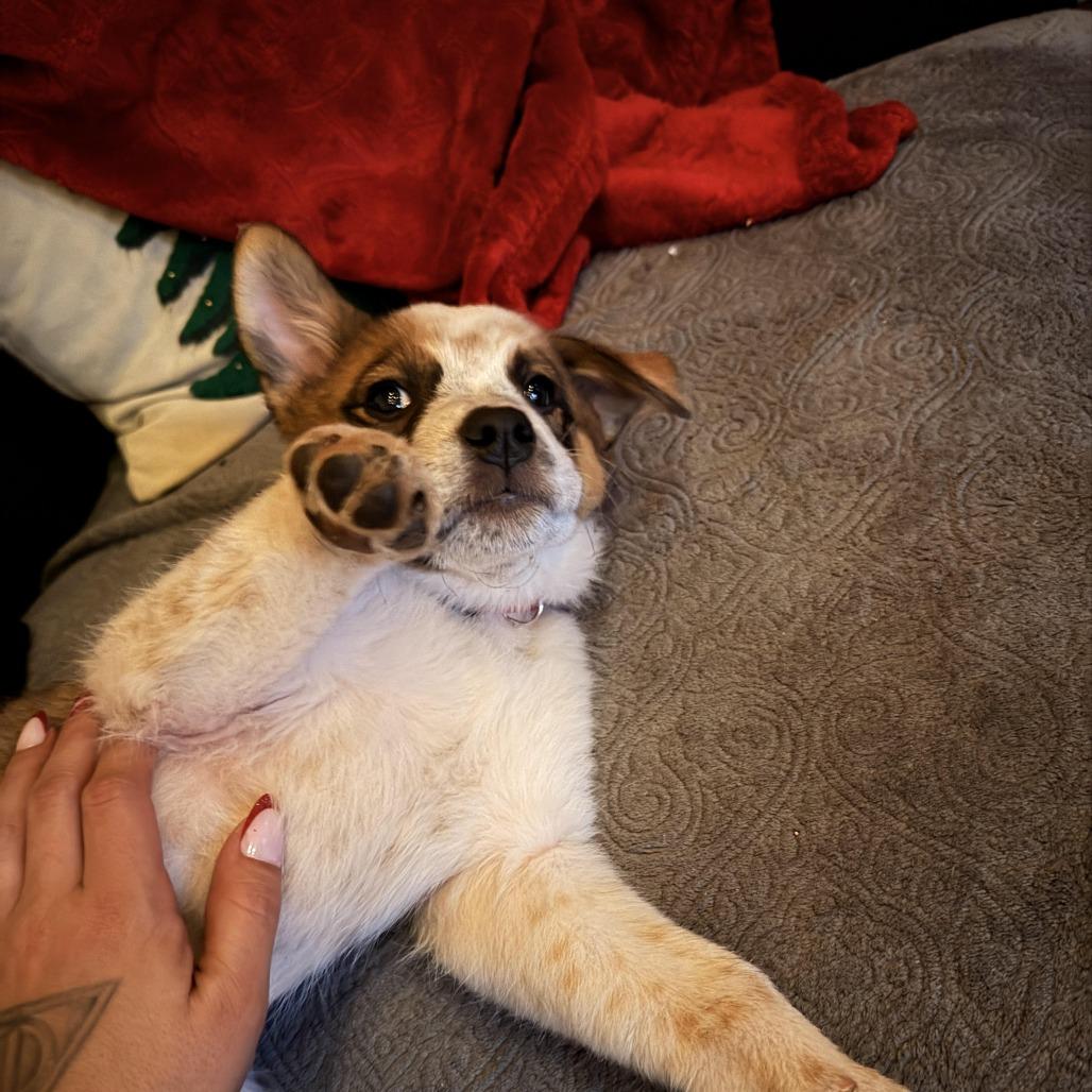 Enlarge Mochi - in foster!, a Adoptable Cattle Dog in Flagstaff, AZ image 1/4