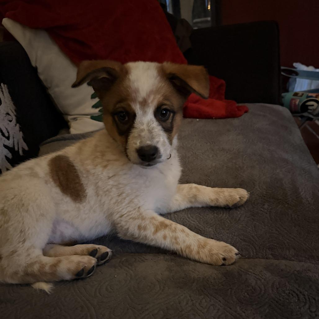 Enlarge Mochi - in foster!, a Adoptable Cattle Dog in Flagstaff, AZ image 2/4