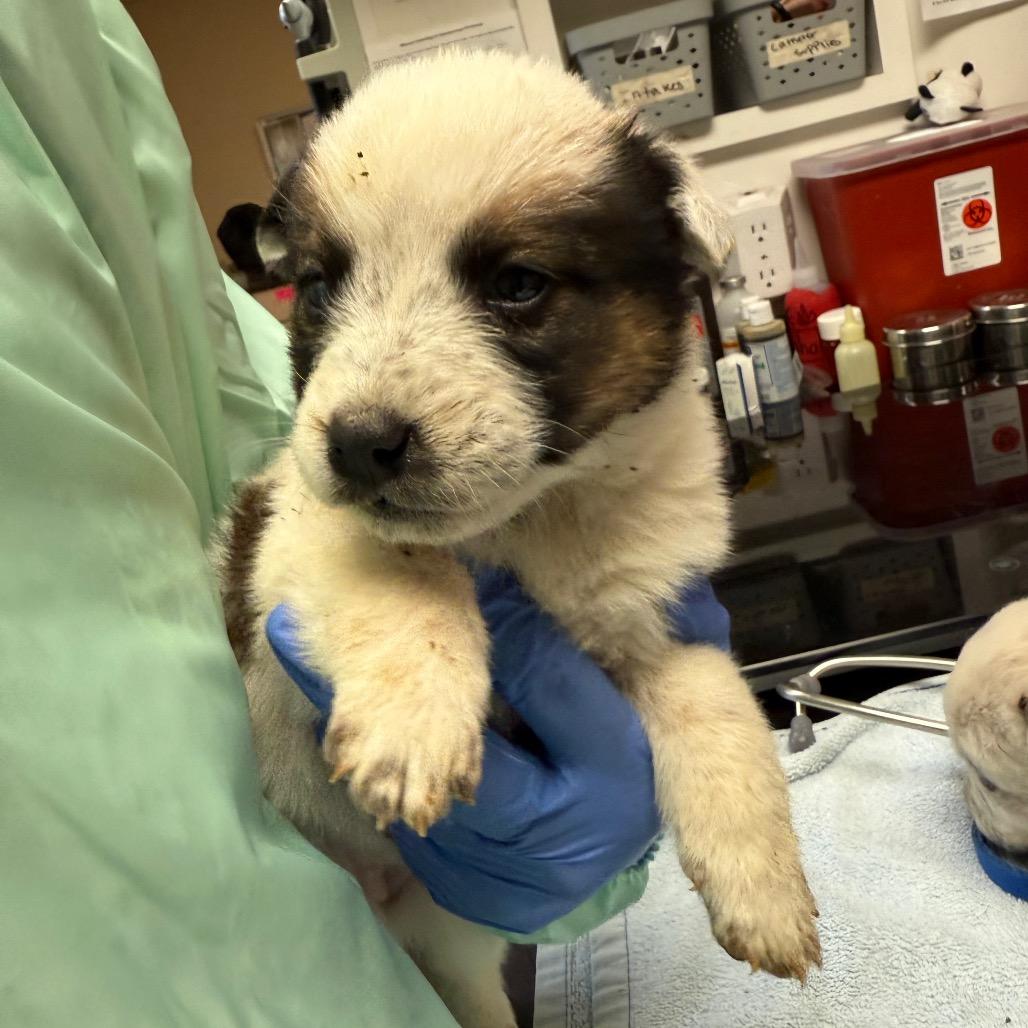 Enlarge Mochi - in foster!, a Adoptable Cattle Dog in Flagstaff, AZ image 3/4