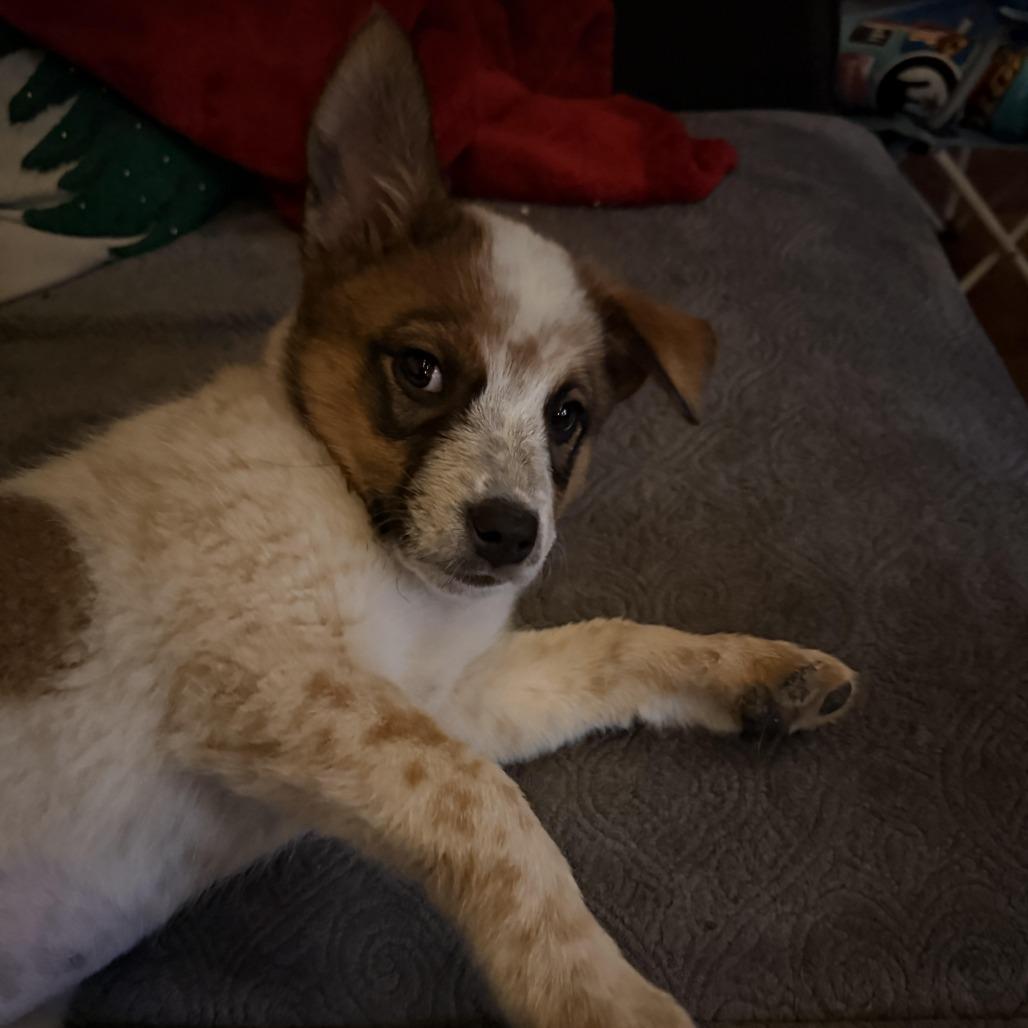 Enlarge Mochi - in foster!, a Adoptable Cattle Dog in Flagstaff, AZ image 4/4