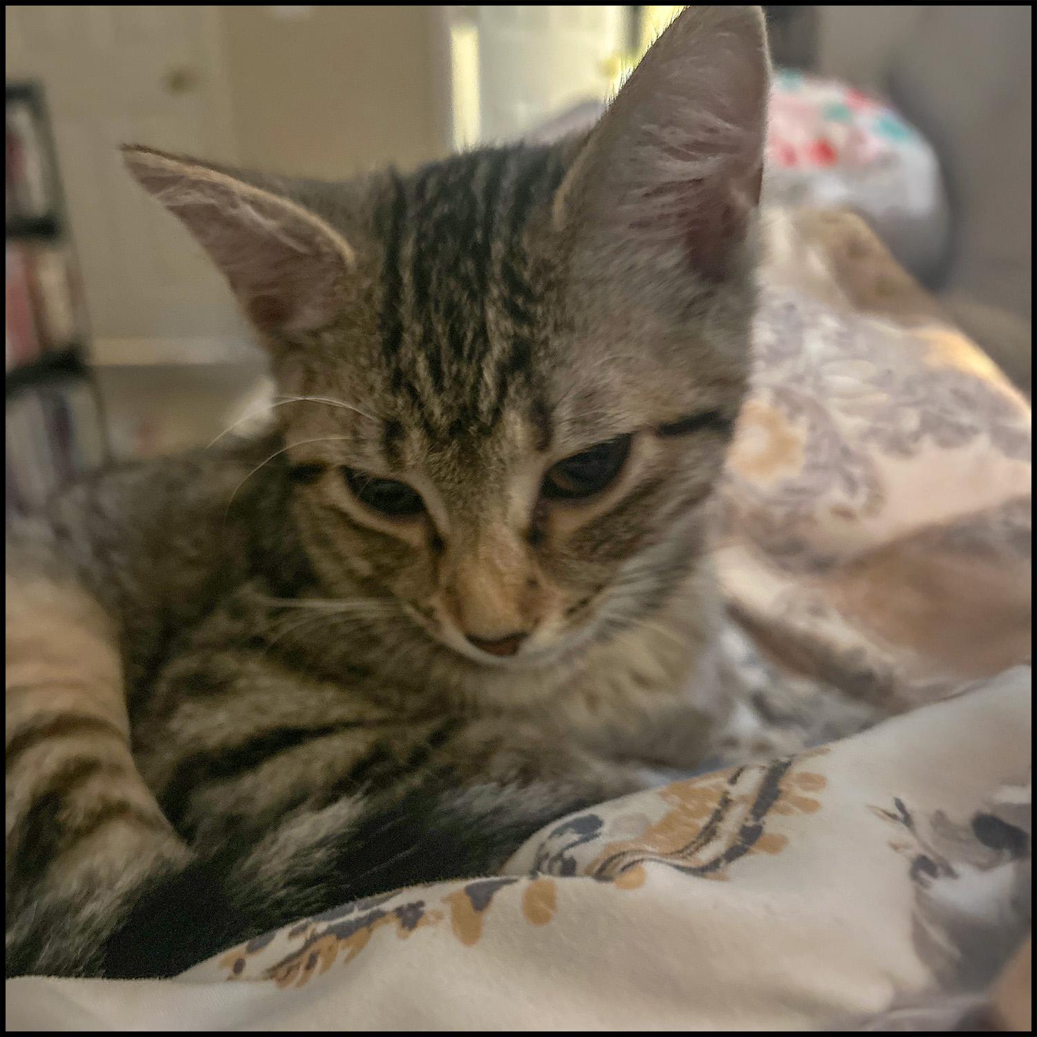 Miya, Young Female unknown