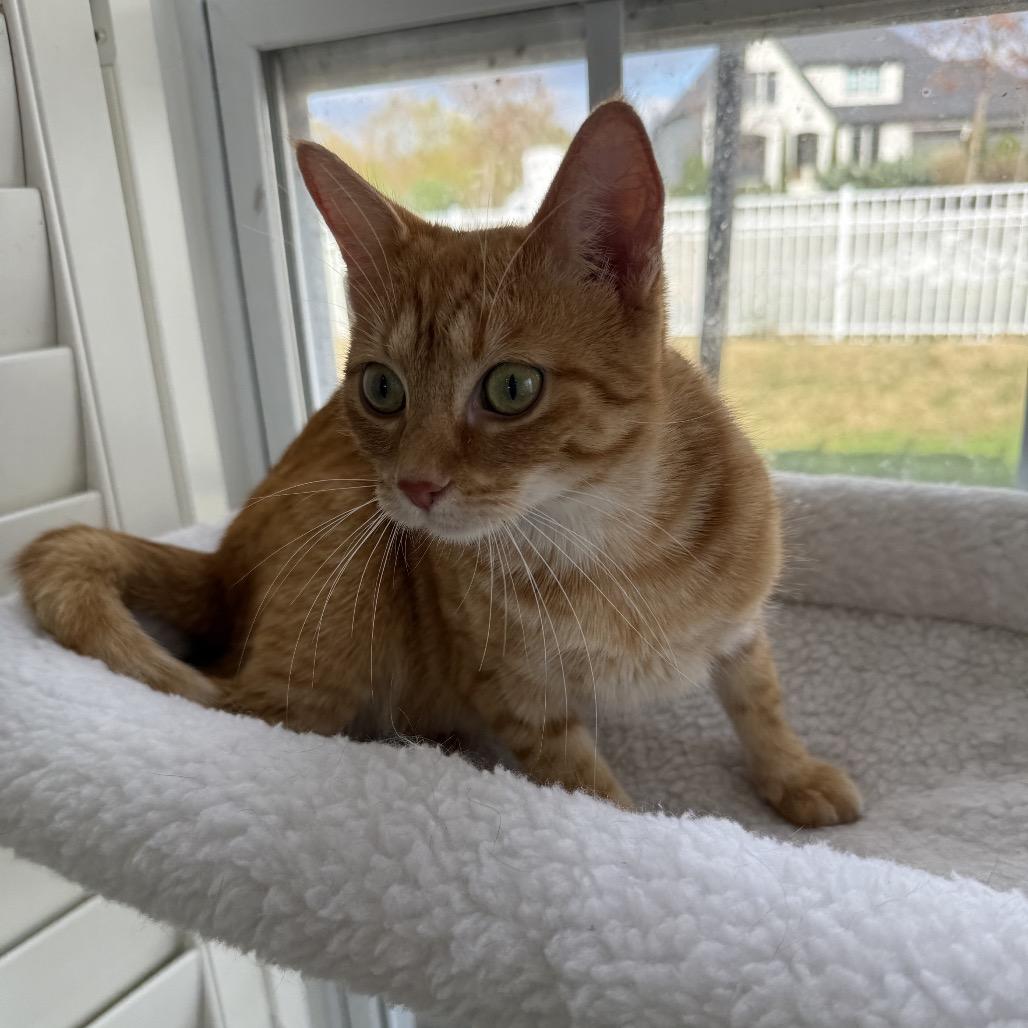 Enlarge Solara, a Adoptable Domestic Short Hair in Chattanooga, TN image 2/6