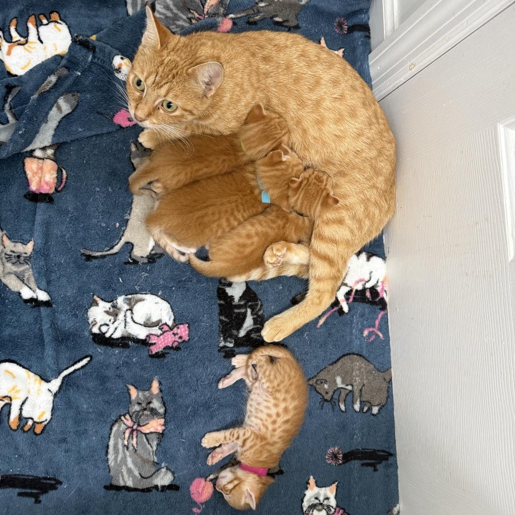 Enlarge Solara, a Adoptable Domestic Short Hair in Chattanooga, TN image 3/6