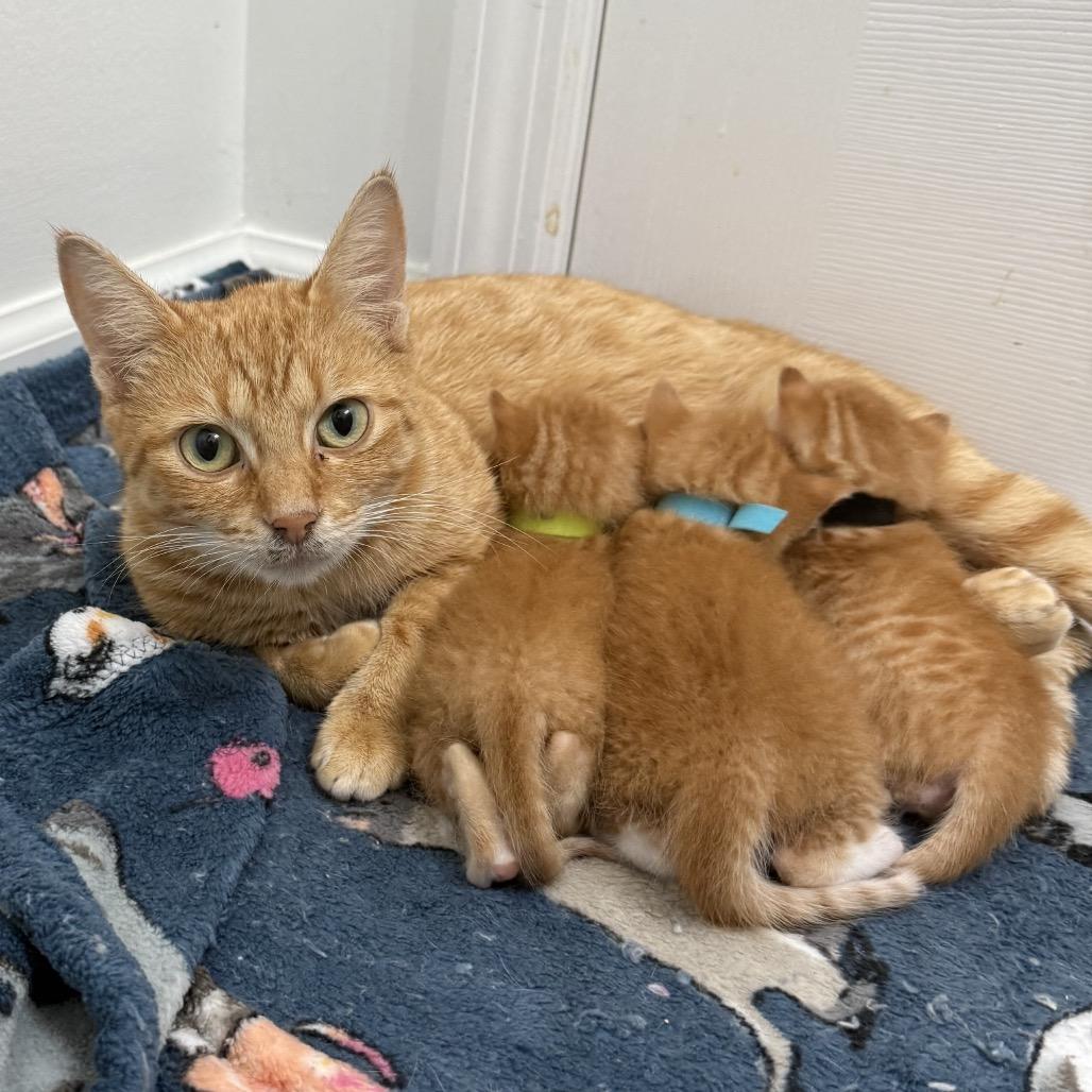 Enlarge Solara, a Adoptable Domestic Short Hair in Chattanooga, TN image 5/6