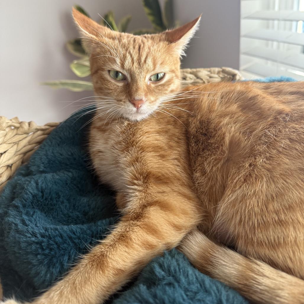 Solara, Adoptable, Young Female Domestic Short Hair.