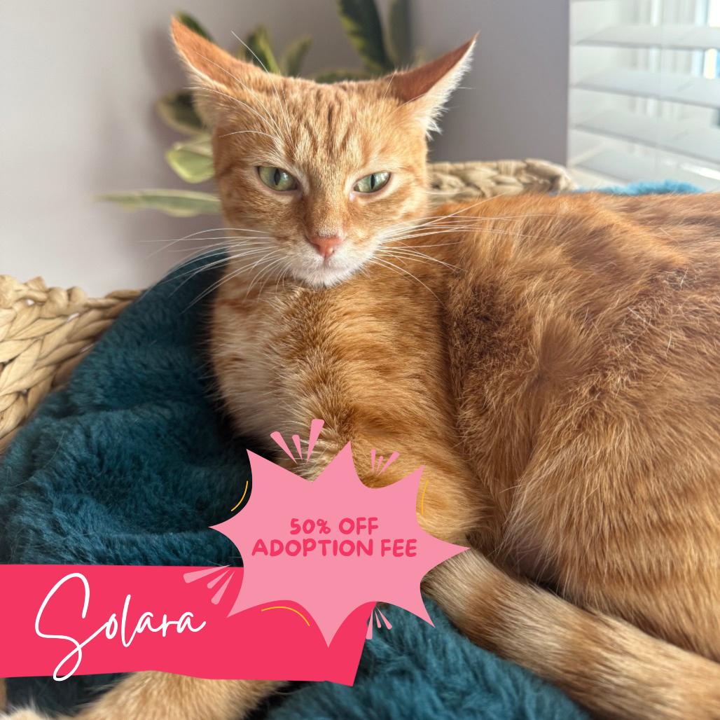 Enlarge Solara, a Adoptable Domestic Short Hair in Chattanooga, TN image 1/6