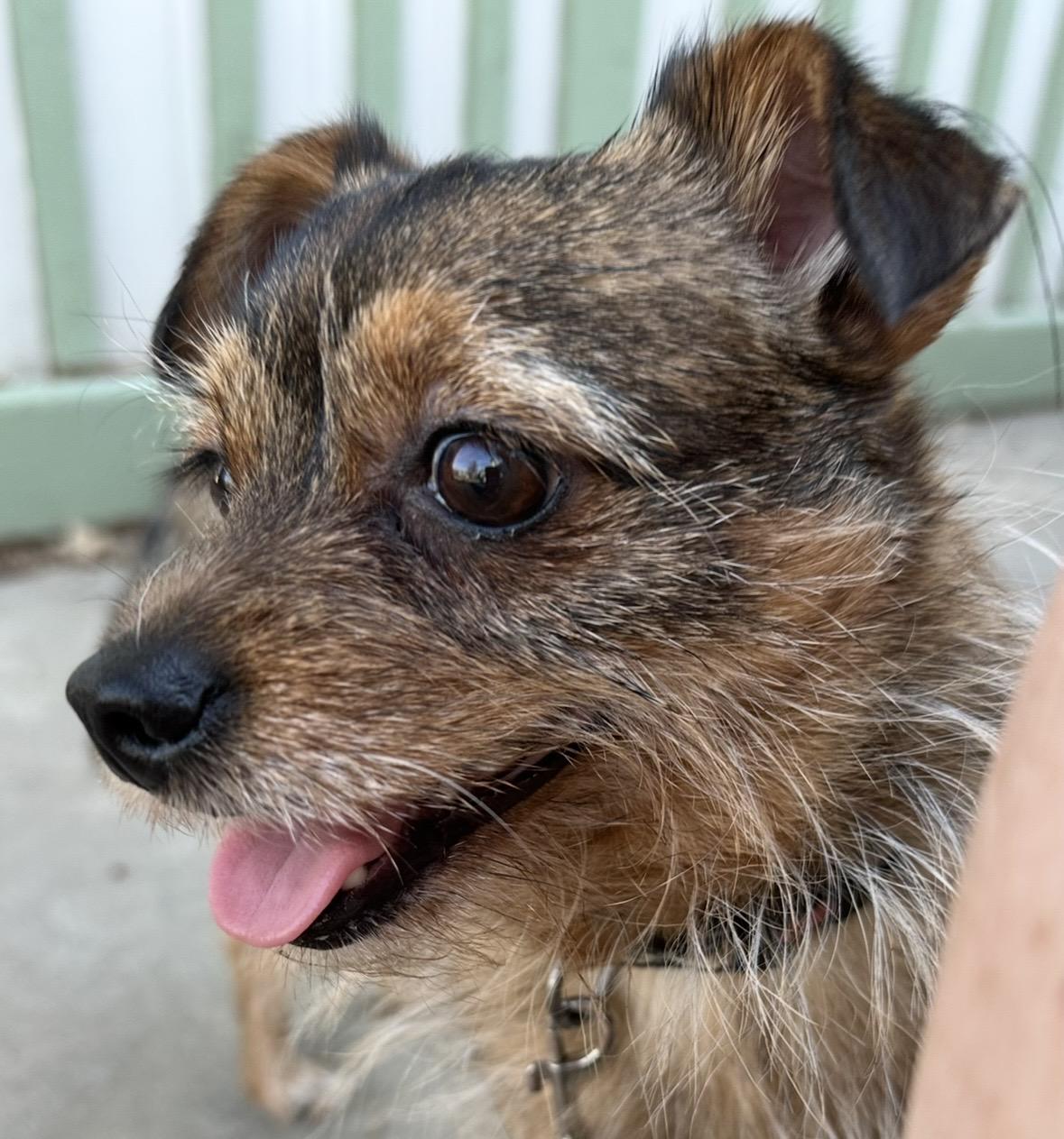 Poppy, ADOPTABLE, Adult Female Yorkshire Terrier & Chihuahua.