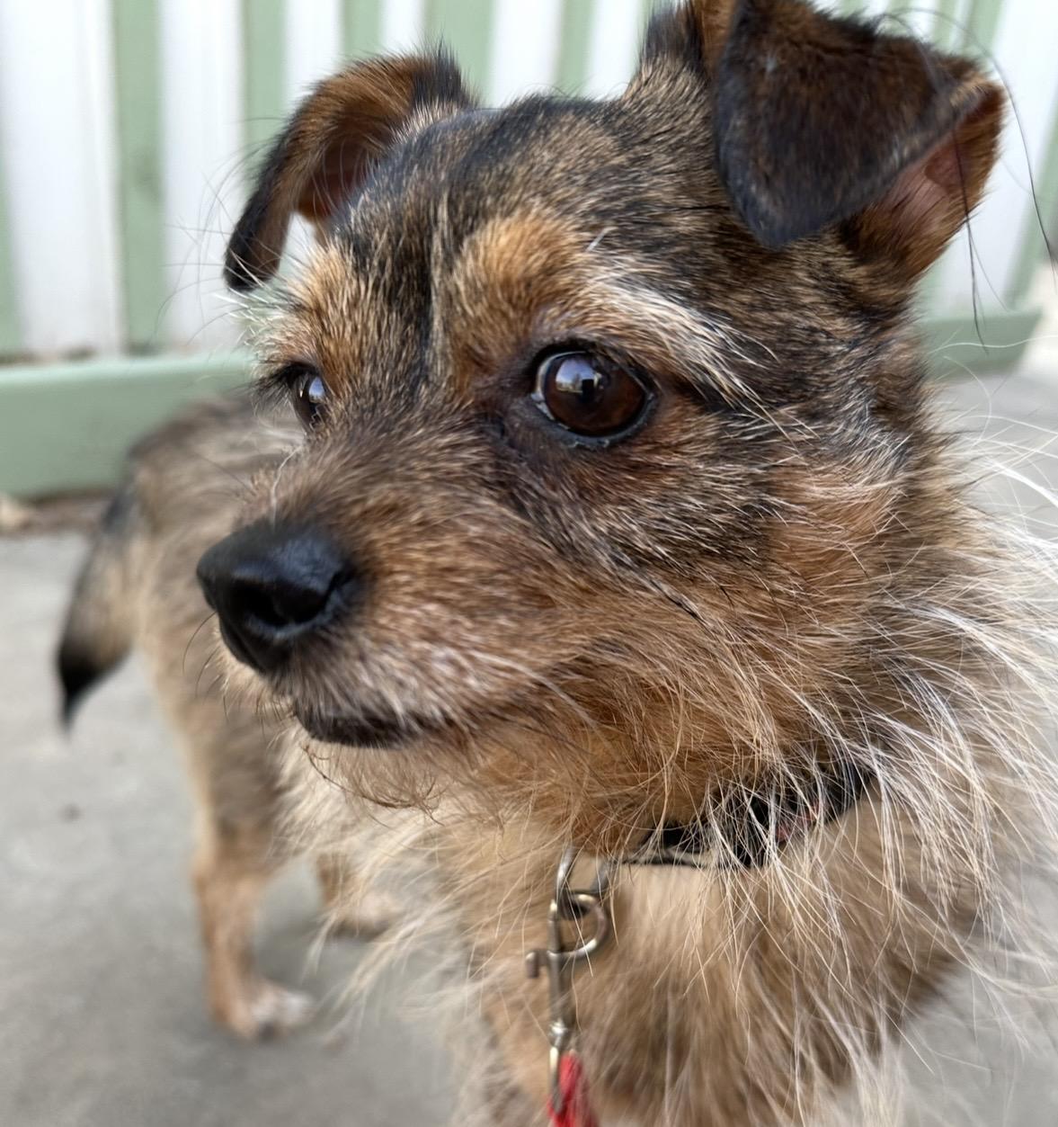 Enlarge Poppy, a ADOPTABLE mixed breed in Omaha, NE image 2/3