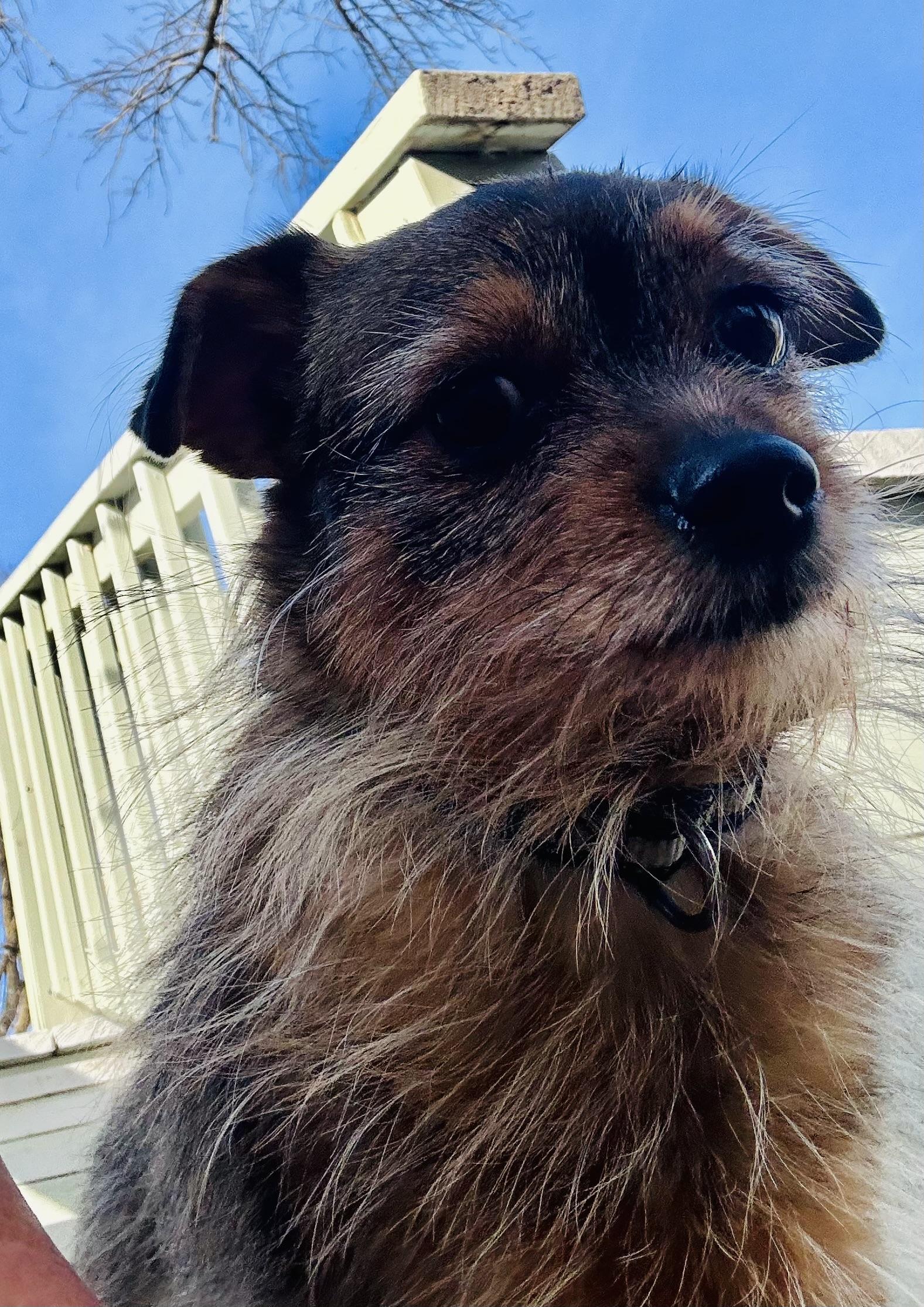 Enlarge Poppy, a ADOPTABLE mixed breed in Omaha, NE image 3/3