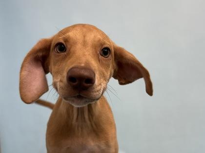 Enlarge Sunshine, a Adoptable mixed breed in Coon Rapids, MN image 1/1