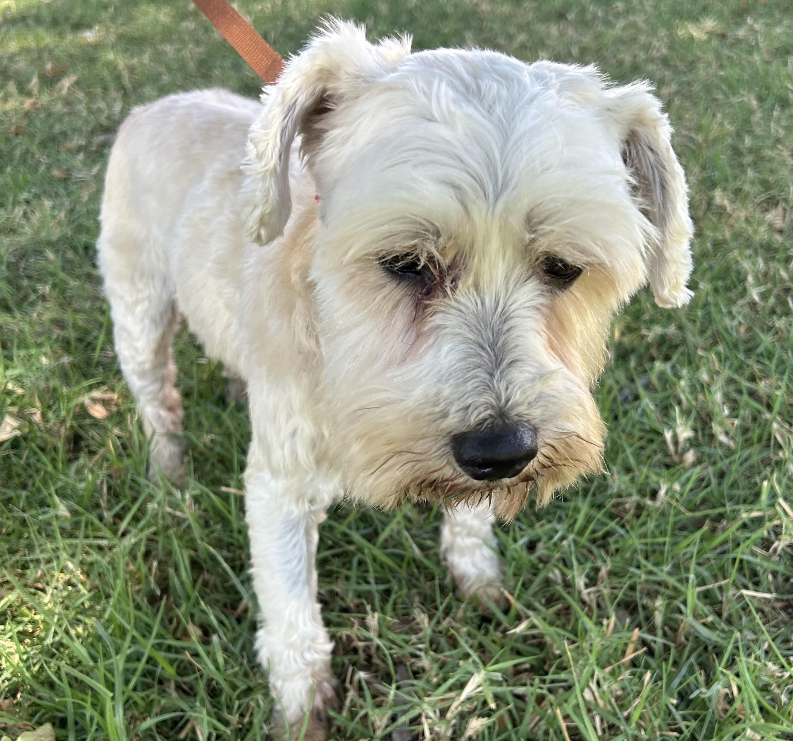Enlarge IKER, a ADOPTABLE mixed breed in Bell Gardens, CA image 5/5