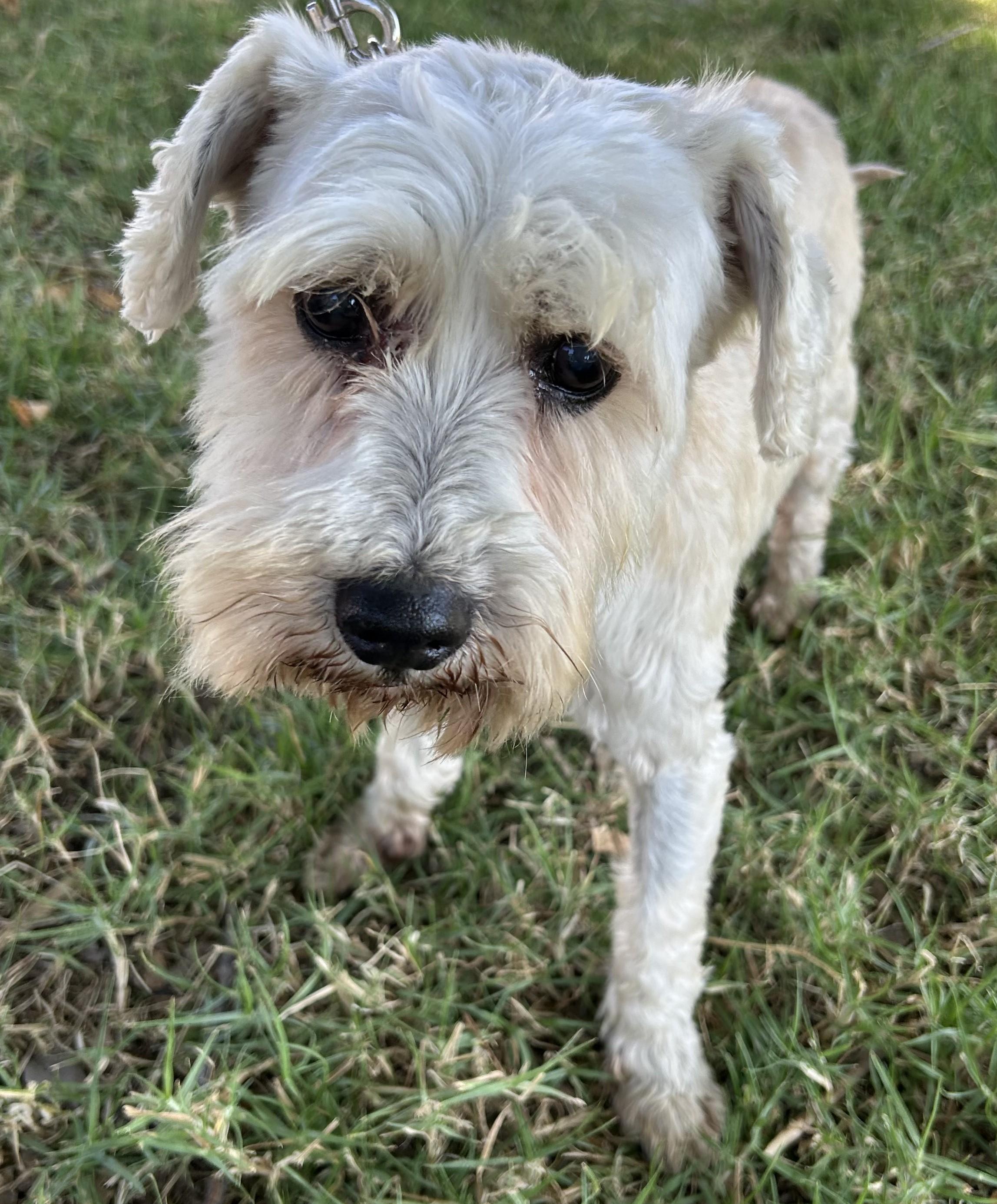 Enlarge IKER, a ADOPTABLE mixed breed in Bell Gardens, CA image 2/5