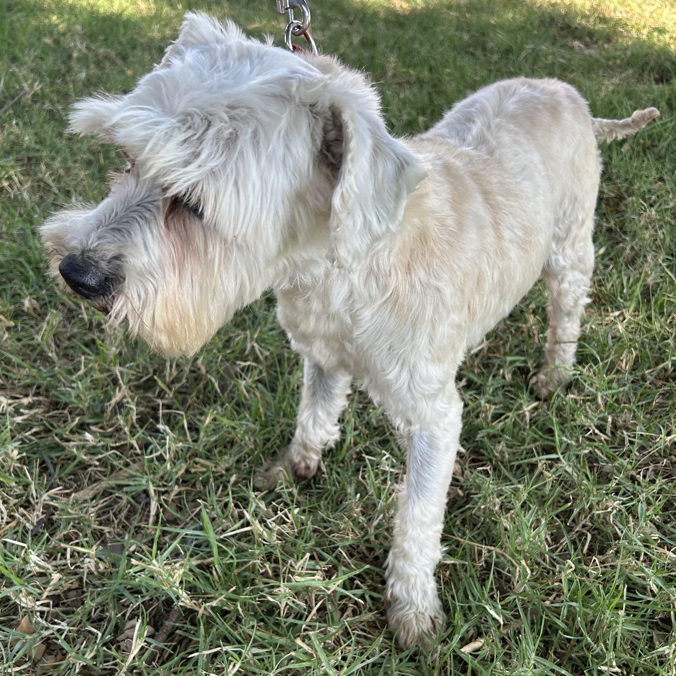 Enlarge IKER, a ADOPTABLE mixed breed in Bell Gardens, CA image 3/5